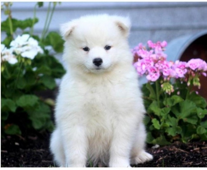 Do You Like the Fluffy Samoyed Puppies? 7 samoyed-puppy-picture-328030c5-74ce-4d50-8db6-2918db12aabb