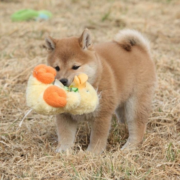 What is The Dog Breed Shiba Inu Puppies? 15 shiba-inu-puppies-11