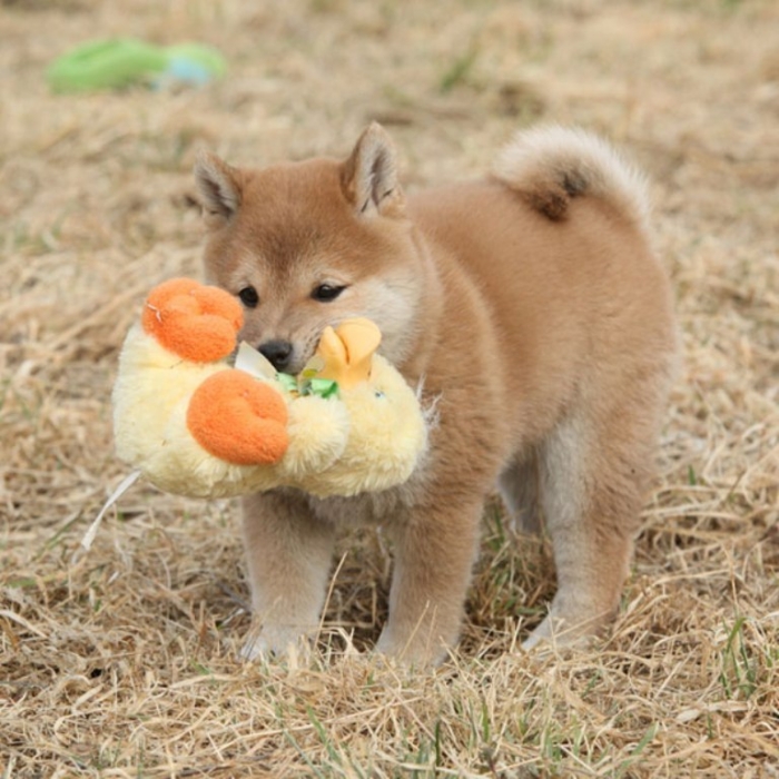 shiba-inu-puppies-11 What is The Dog Breed Shiba Inu Puppies?