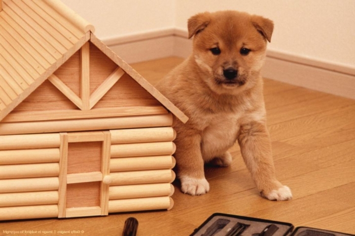 What is The Dog Breed Shiba Inu Puppies? 10 shiba-inu-puppies-for-sale-red-red-sesame-black-amp-tan-shiba-inu-54091b49ee426
