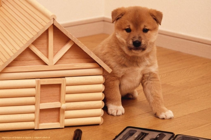 shiba-inu-puppies-for-sale-red-red-sesame-black-amp-tan-shiba-inu-54091b49ee426