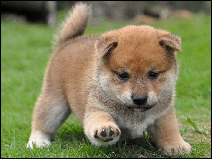 shiba-inu-puppies3 What is The Dog Breed Shiba Inu Puppies?