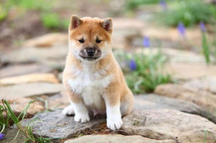 What is The Dog Breed Shiba Inu Puppies? 9 shiba inu pups
