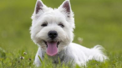 shutterstock 197429837 5 Most Hidden Facts About Westie Puppies ... [Exclusive] - 5 pillow pets