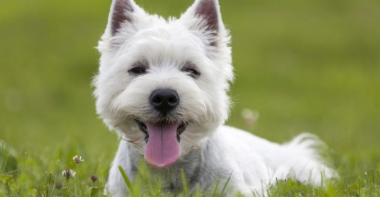 shutterstock 197429837 5 Most Hidden Facts About Westie Puppies ... [Exclusive] - white puppies 2