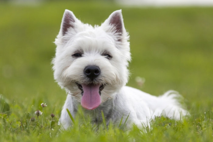 shutterstock 197429837 5 Most Hidden Facts About Westie Puppies ... [Exclusive] - 90 Pouted Lifestyle Magazine