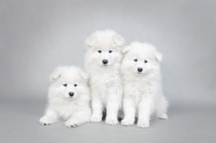 three-little-samoyed-puppies-portrait-waldek-dabrowski