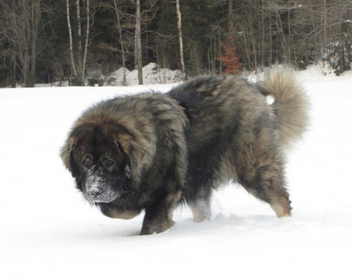 tumblr_mwbgwdHt1h1ri5ybso3_1280 Top 7 Strangest Caucasian Mountain Dog Facts