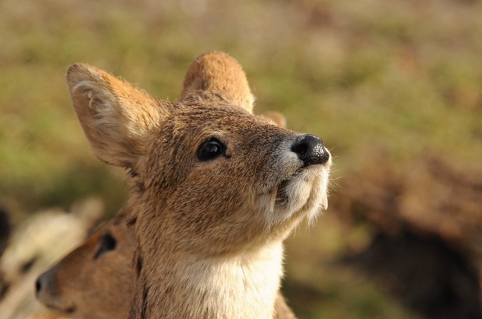 Take a Look at the Scary Vampire Deer before It Disappears 7 tumblr_mxbfw4Nojv1sqmphzo5_1280