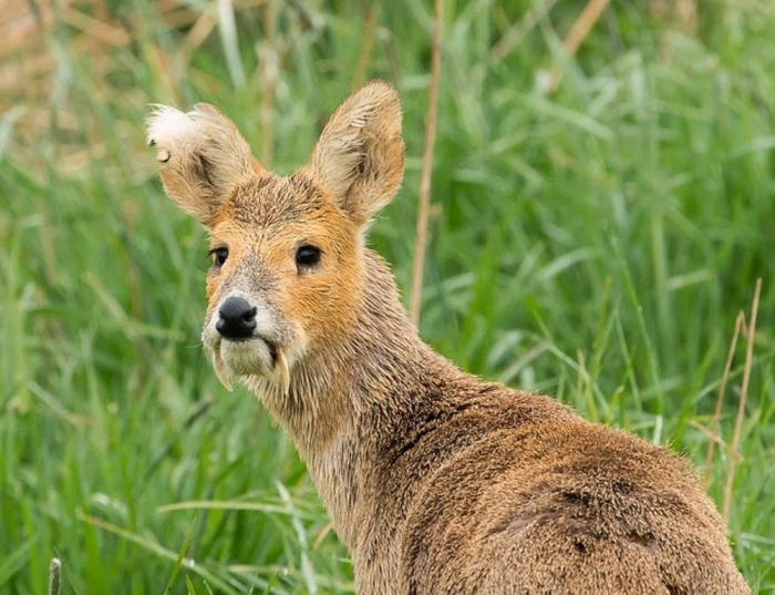 Take a Look at the Scary Vampire Deer before It Disappears 15 vampire deer chinese water deer 1