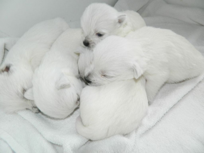 west-highland-white-terrier-puppies-41481-hd-wallpapers-background