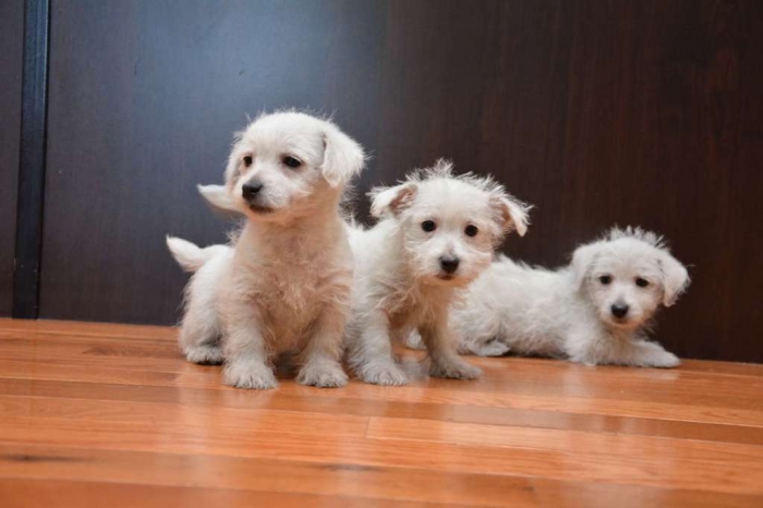 westie-puppy-7 5 Most Hidden Facts About Westie Puppies ... [Exclusive]