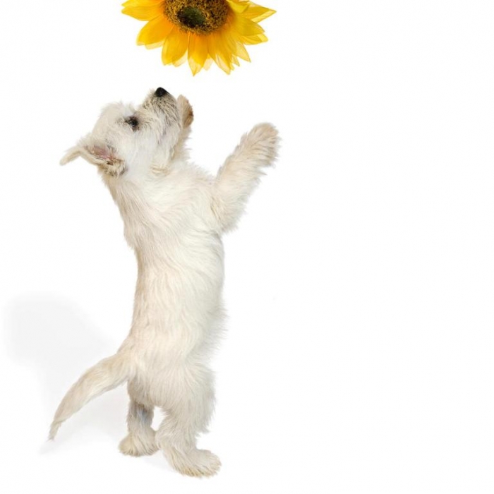 westie-puppy-and-sunflower-natalie-kinnear