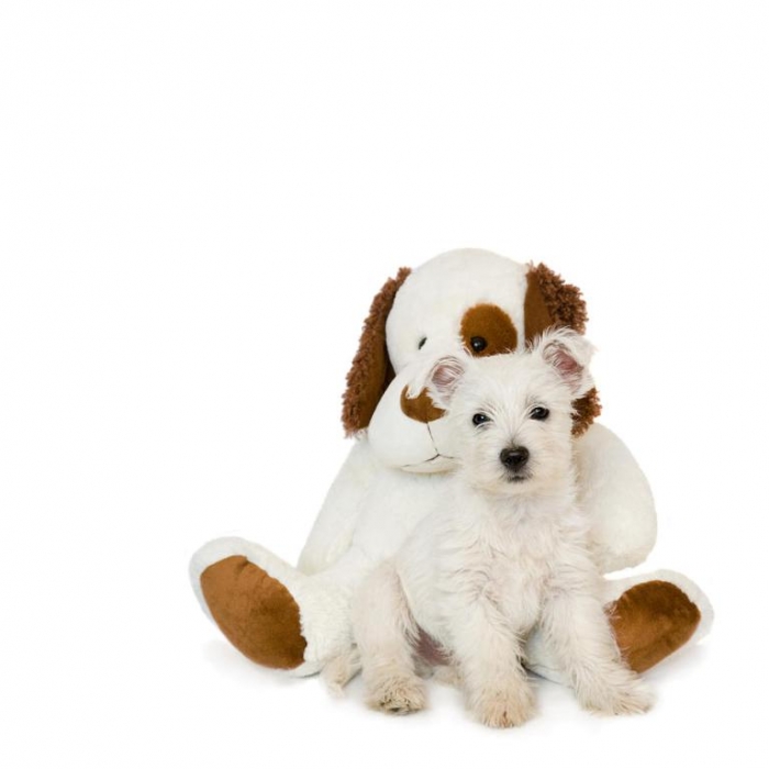 westie-puppy-and-teddy-bear-natalie-kinnear