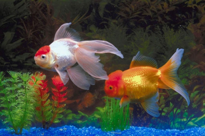 What Are the Kinds of Fish You Can Put in Your Fish Tank? 3 000802_c574_0020_csls