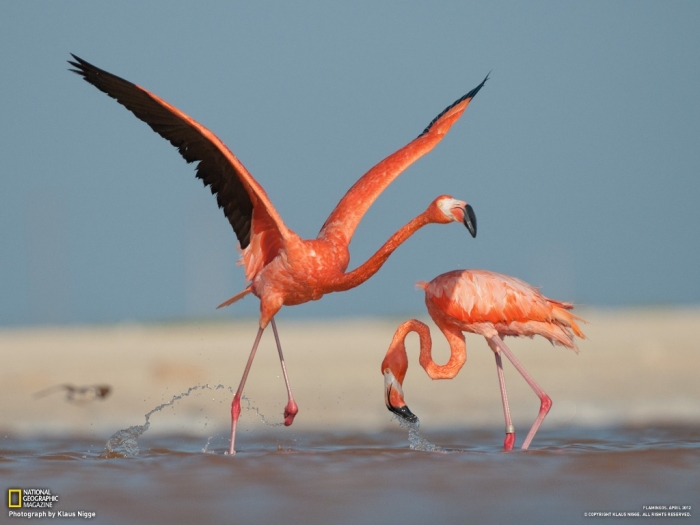 07-caribbean-flamingo-ria-lagartos_1600 Strange Facts about the Most Beautiful Bird on Earth “Flamingo”