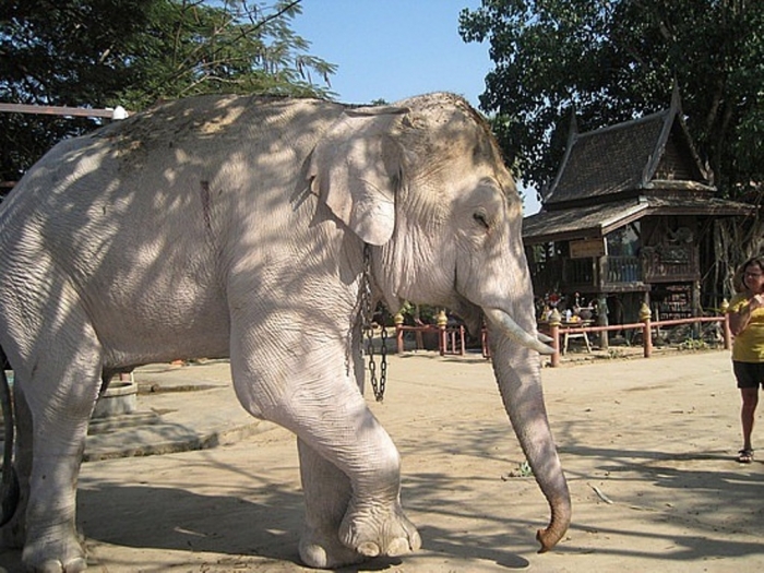 1.1261511267.1_white-elephant-thailand