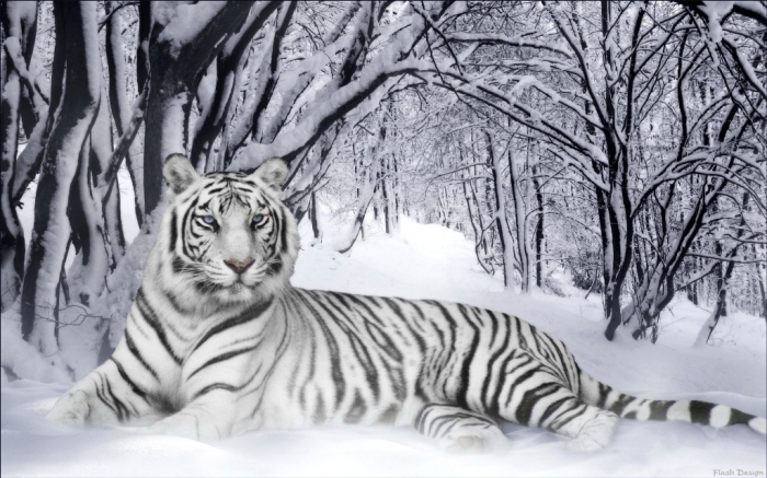 Why Are These Rare & Weird Tigers White? 8 1280840
