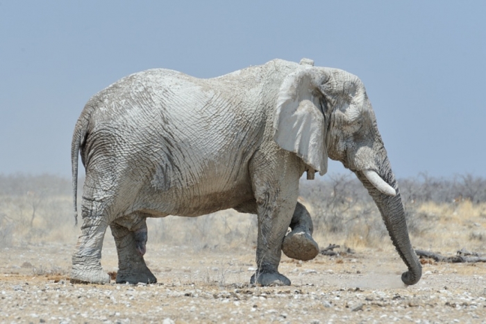 129759375.MGomuKoA.EtoshaElephant2 The White Elephant Is Not a Legend