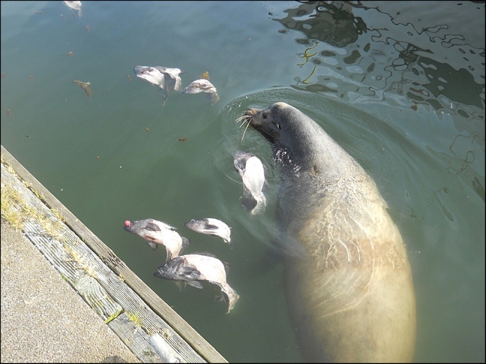Is It “Sea Lions Or Sea Bears” You Have to Decide 15 130924_sea_lions_westport2_660