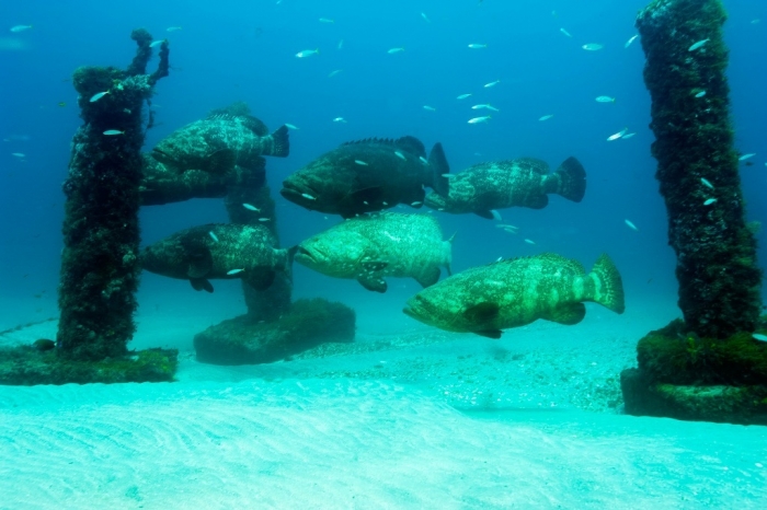 140703-hayes-grouper-02