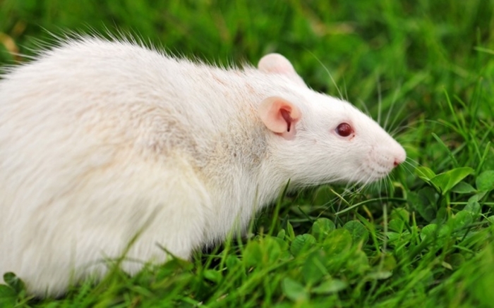 1758873 Why Are the White Rats Extremely Important?