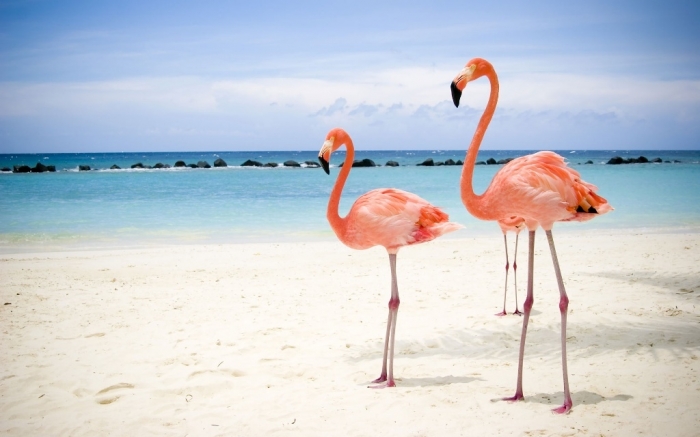 1779099 Strange Facts about the Most Beautiful Bird on Earth “Flamingo”