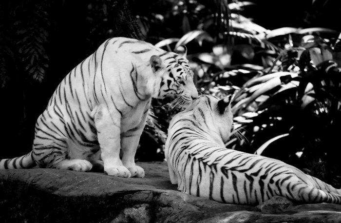 Why Are These Rare & Weird Tigers White? 4 20110528100059_white tigers-s