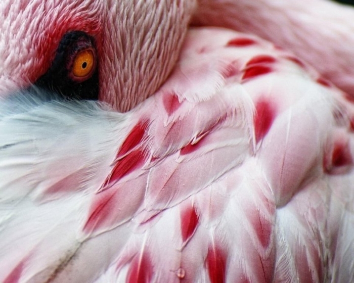 212767__pink-flamingo_p Strange Facts about the Most Beautiful Bird on Earth “Flamingo”
