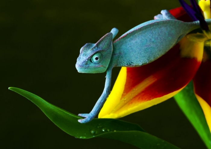 2413718018_8b81b1c0cf_o1 How Can the Chameleon Change Its Color?