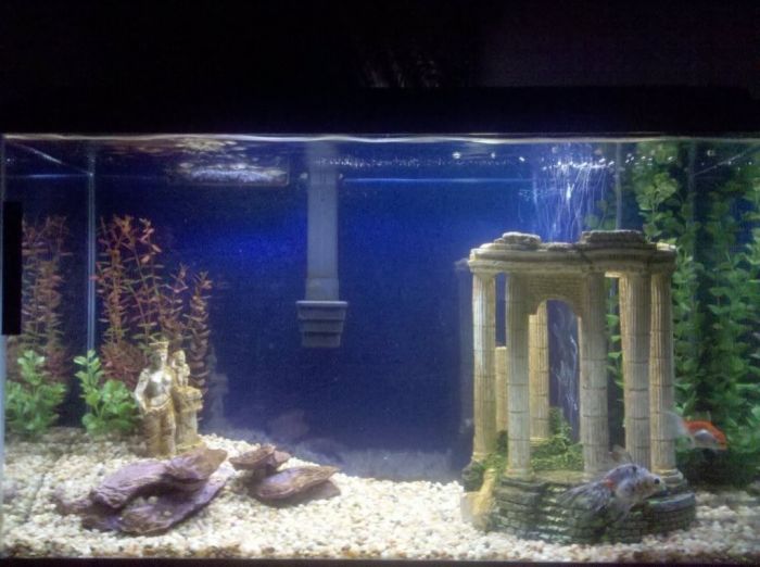 30557874 How to Decorate Your Boring Fish Tank