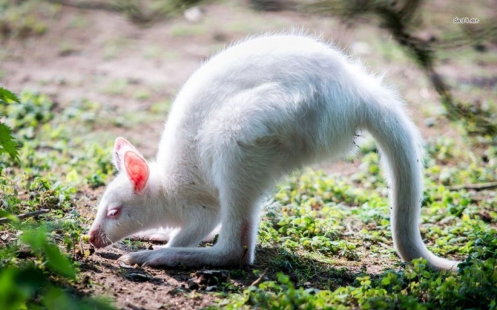 30569-white-kangaroo-1280x800-animal-wallpaper