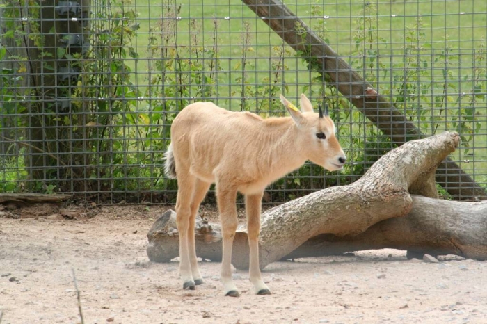 The Arabian Oryx Returns Back to Life 7 3192-148534