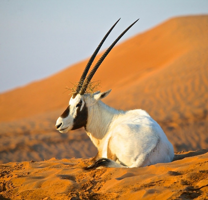 35-Arabian-Oryx-United-Arab-Emirates The Arabian Oryx Returns Back to Life