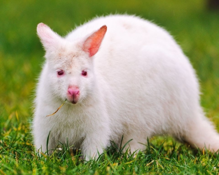 351076_white-kangaroo_belyj-kenguru_albinos_2560x2048_(www.GdeFon.ru)