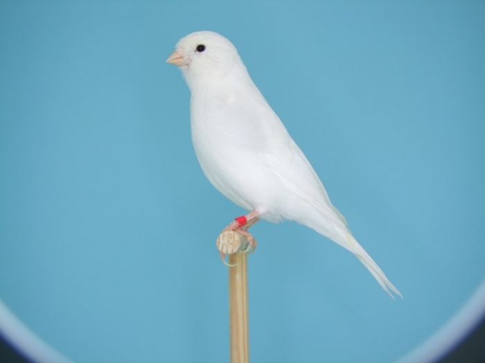 “ Canary” The Bird of Kings, Rich People & Miners 12 3941107_orig