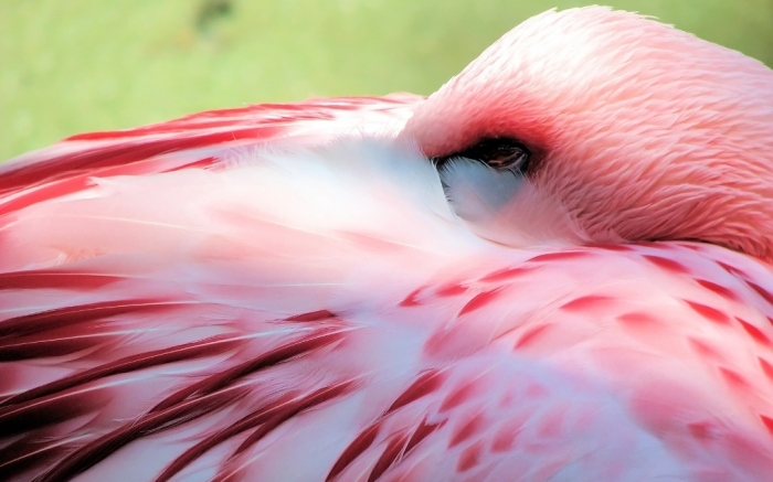 396882_flamingo_rozovyj_ptica_1680x1050_www.GdeFon.ru_ Strange Facts about the Most Beautiful Bird on Earth “Flamingo”