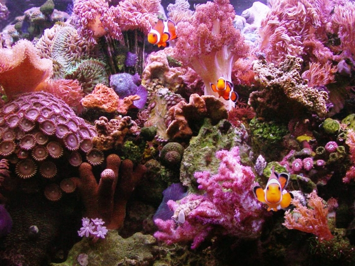 4598792356 What Is the Importance of the Magnificent Coral Reefs?