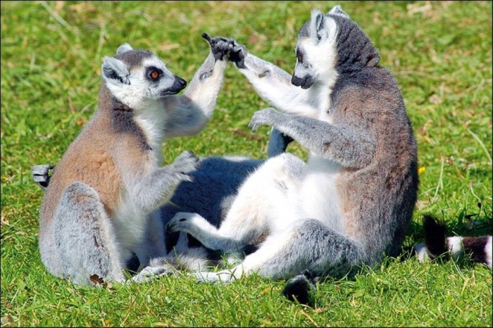 _47750731_lemur4