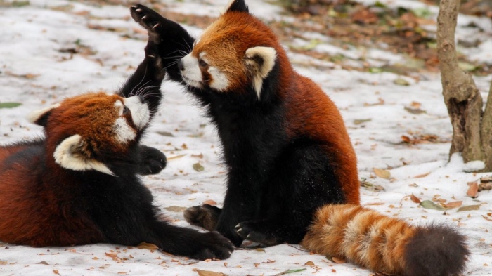 4858379 Is the Red Panda a Cat, Bear or Raccoon?