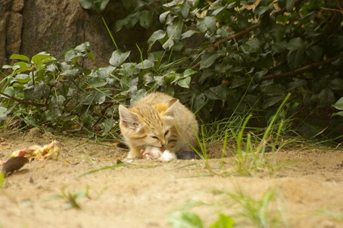 5008058122_47f1859dfd Why Is the Sand Cat the Strongest Cat on Earth?