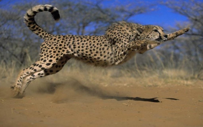 512718_2e38c340d774e1f1afcaf9548cfc7e18_large Is Cheetah Going to Be Extinct & Disappear from Our Life?