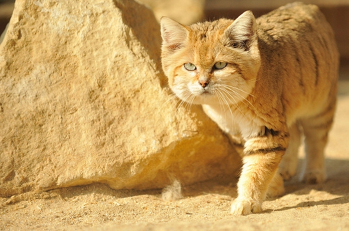 5534432178_fda99997831 Why Is the Sand Cat the Strongest Cat on Earth?