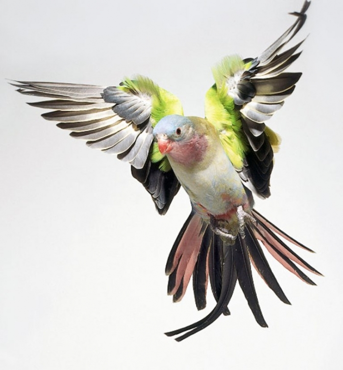 “ Canary” The Bird of Kings, Rich People & Miners 2 615789940