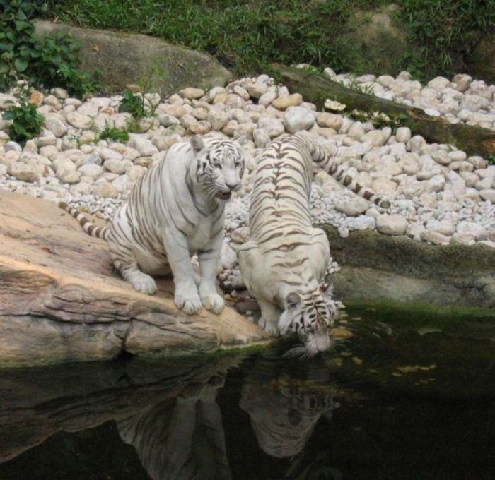 616px-White_tigers_drinking
