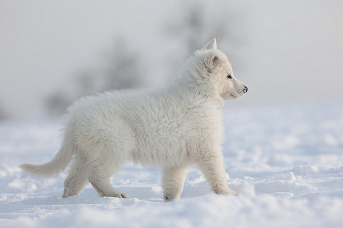 Serious Facts You Must Know about the White Snow Wolf ...
 Cute Baby Arctic Wolf