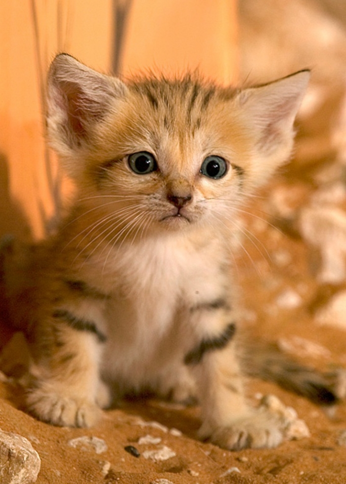 Why Is the Sand Cat the Strongest Cat on Earth? 12 6a010535647bf3970b0133ee507651970b-pi