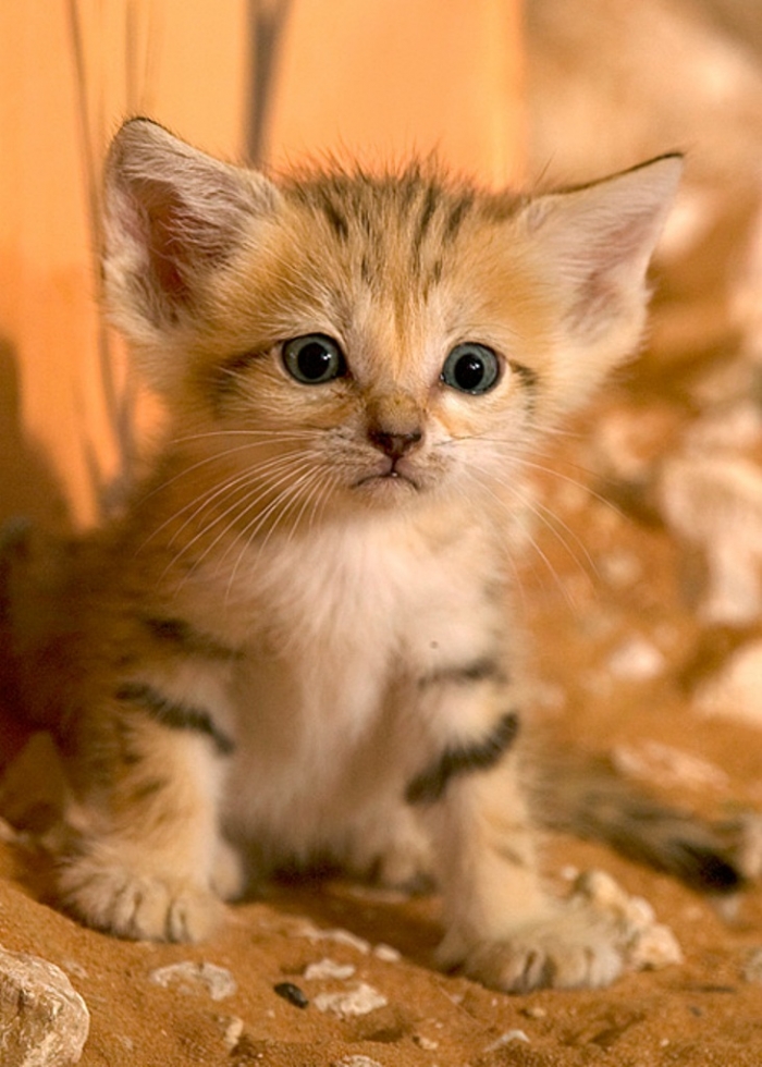 6a010535647bf3970b0133ee507651970b-pi Why Is the Sand Cat the Strongest Cat on Earth?