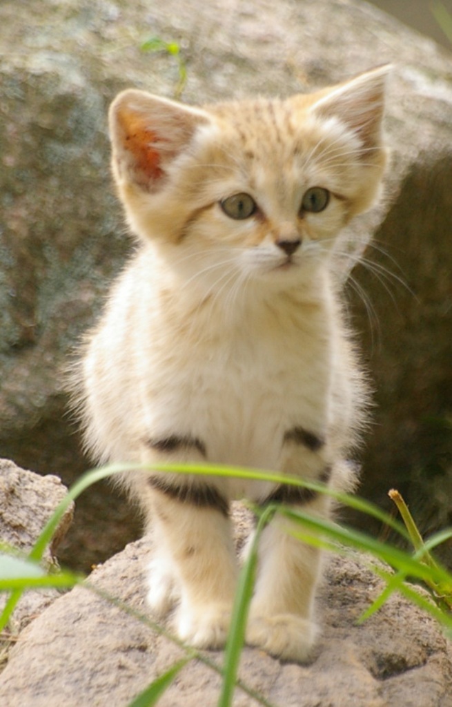 6a010535647bf3970b0133f48033fe970b-pi Why Is the Sand Cat the Strongest Cat on Earth?