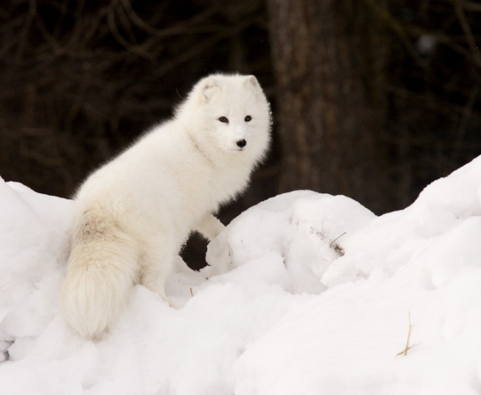 7 Serious Facts You Must Know about the White Snow Wolf